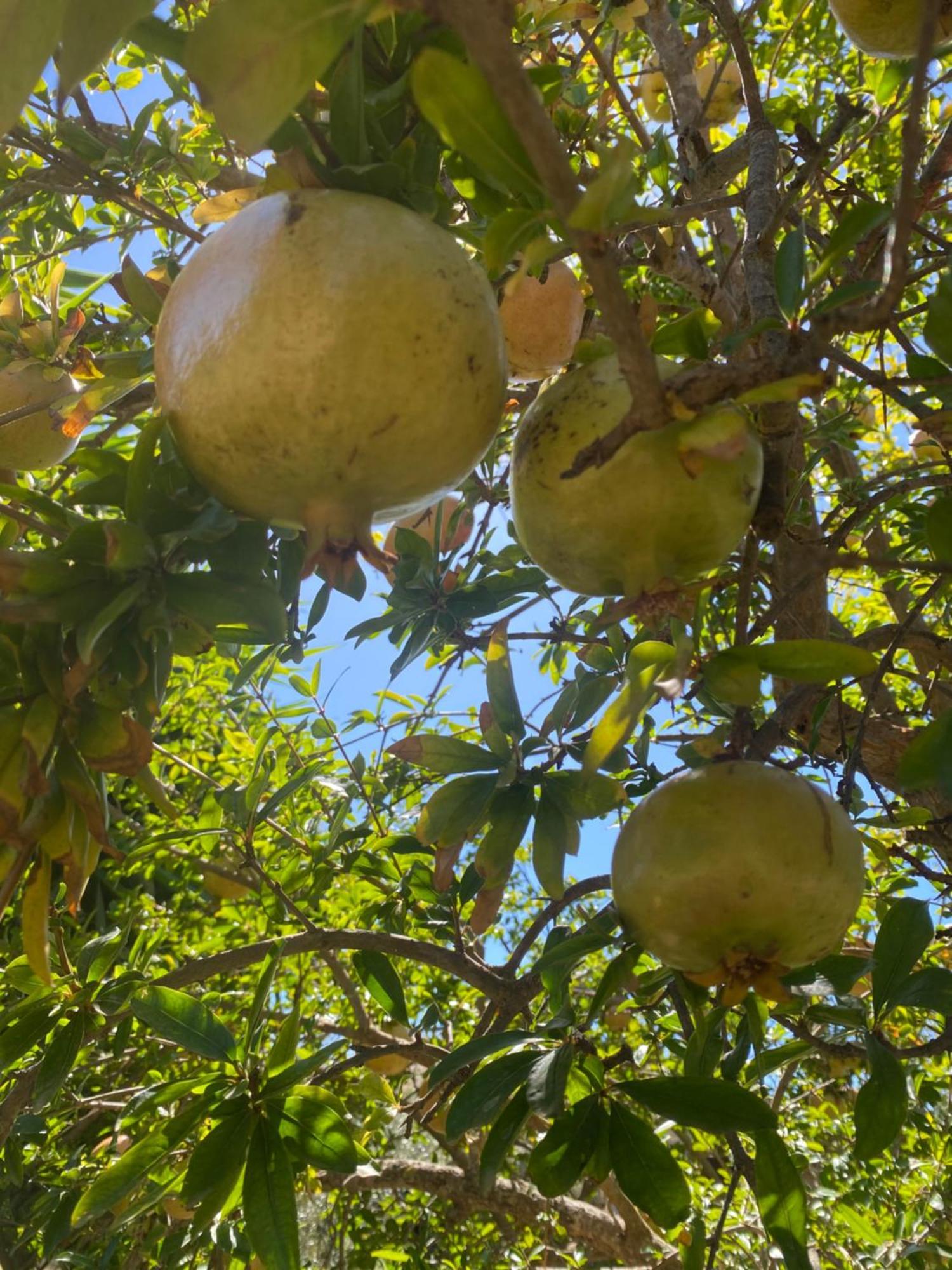 Agrib&B Lemontree Garde'N Syrakusa Exteriör bild