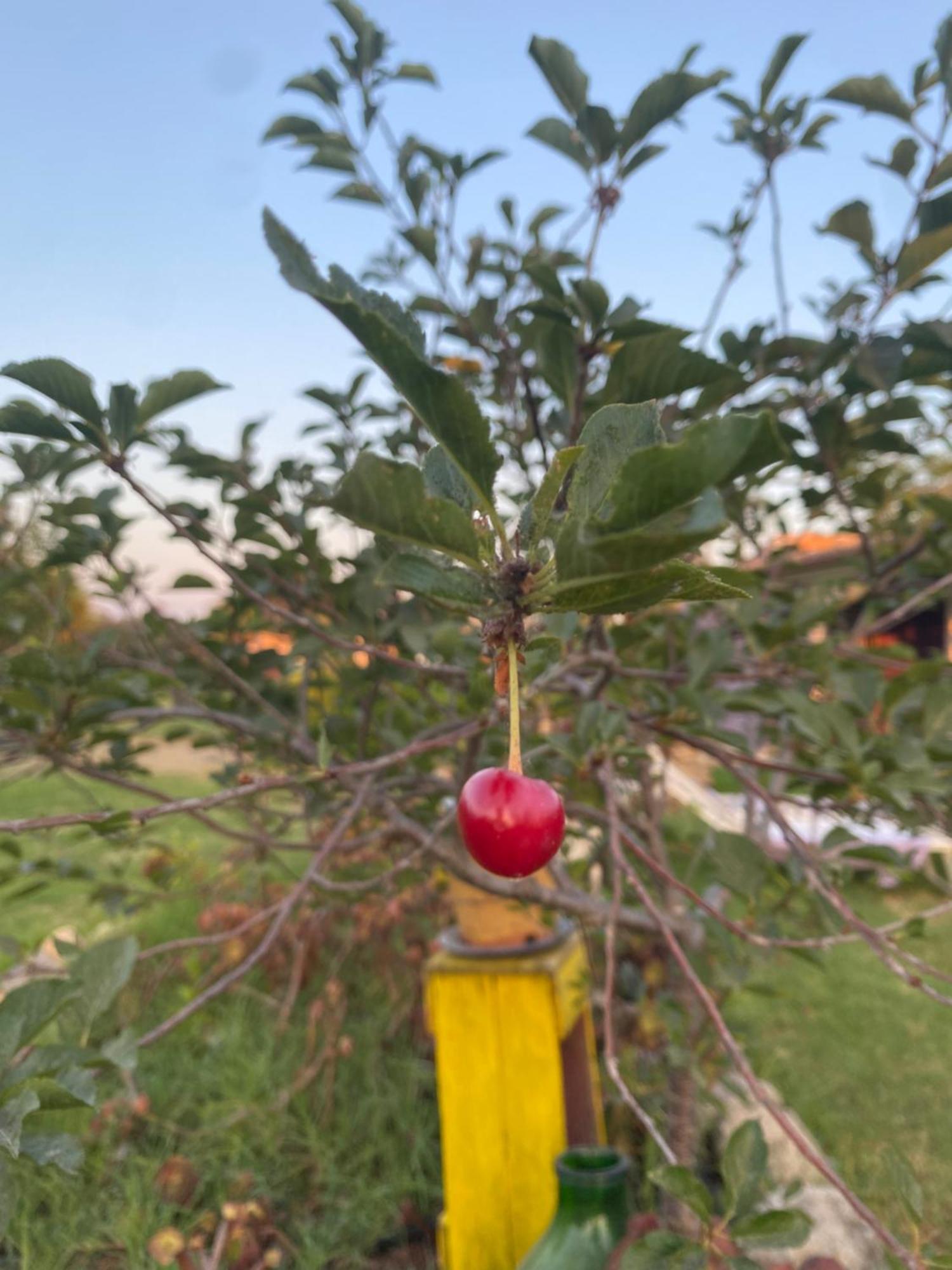 Agrib&B Lemontree Garde'N Syrakusa Exteriör bild